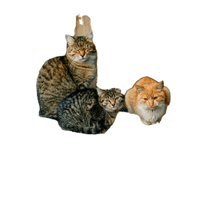 Three Cats Sitting Comfortably On A Rustic Pillow Indoors, Creating A Cozy And Serene Atmosphere. 15720 - Cat PNG image with transparent background